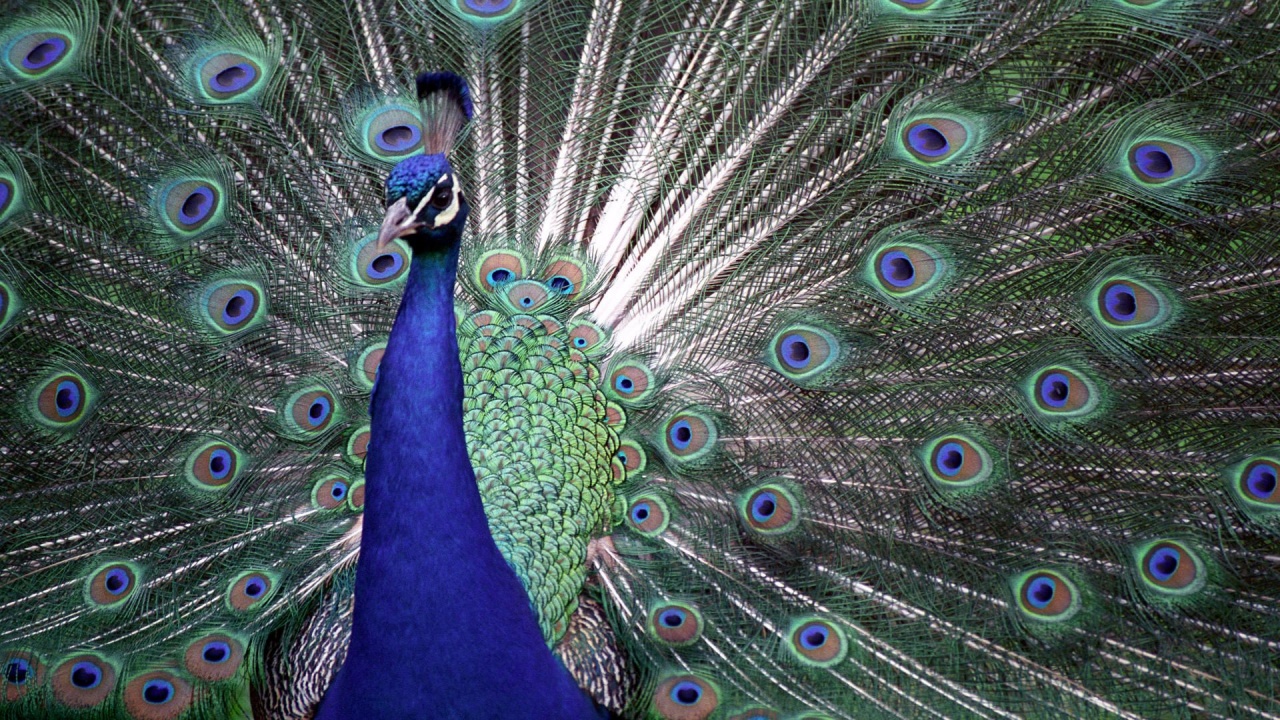 Indian Peafowl Blue Peafowl Bird Peacock Tail