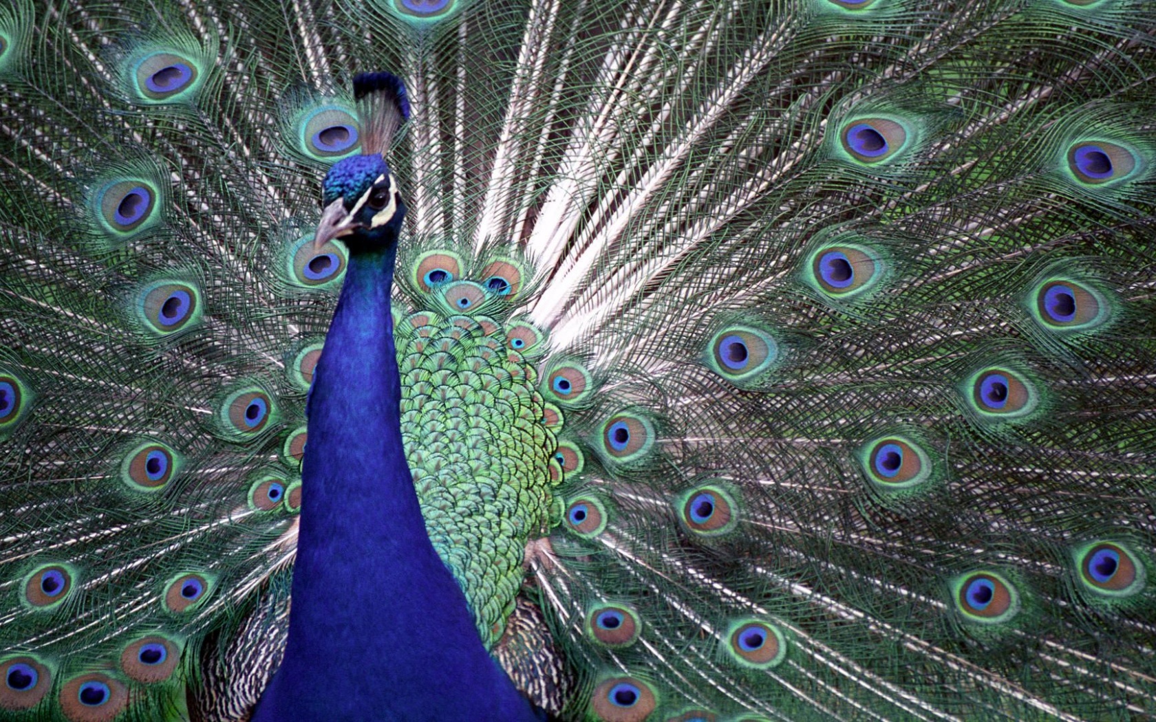 Indian Peafowl Blue Peafowl Bird Peacock Tail