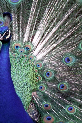 Indian Peafowl Blue Peafowl Bird Peacock Tail