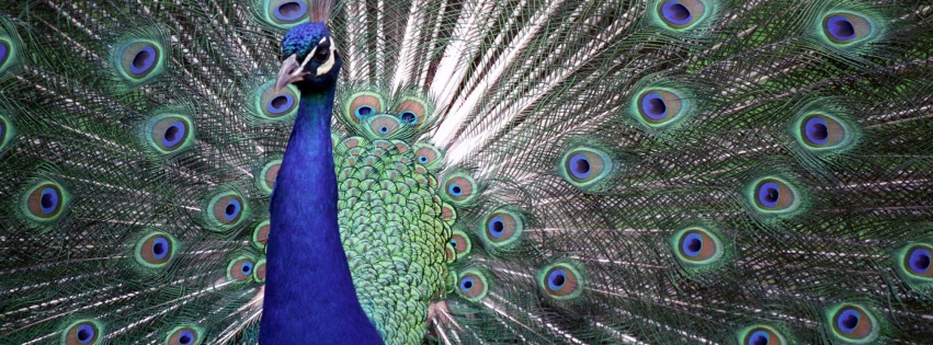 Indian Peafowl Blue Peafowl Bird Peacock Tail