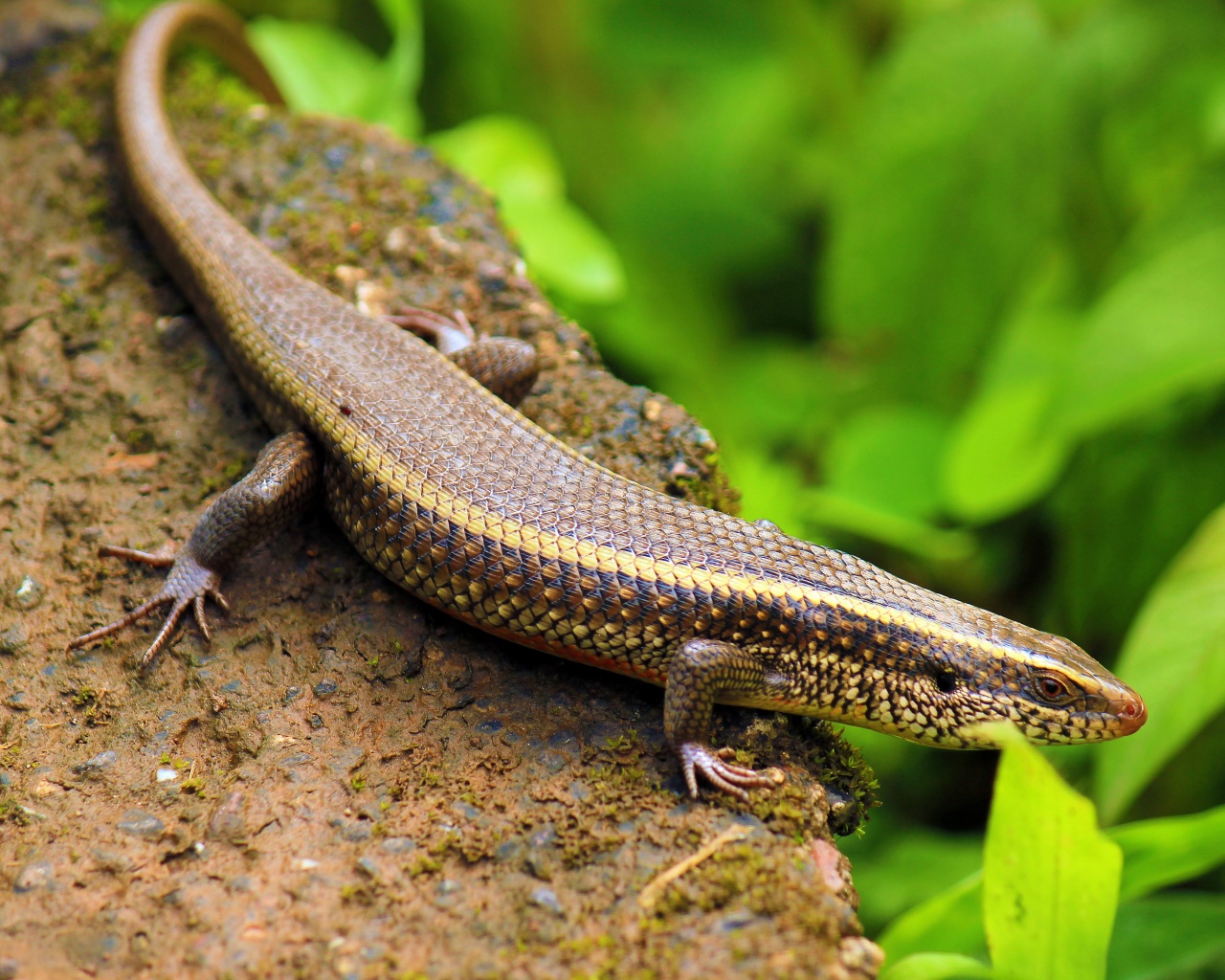 Indian Skink