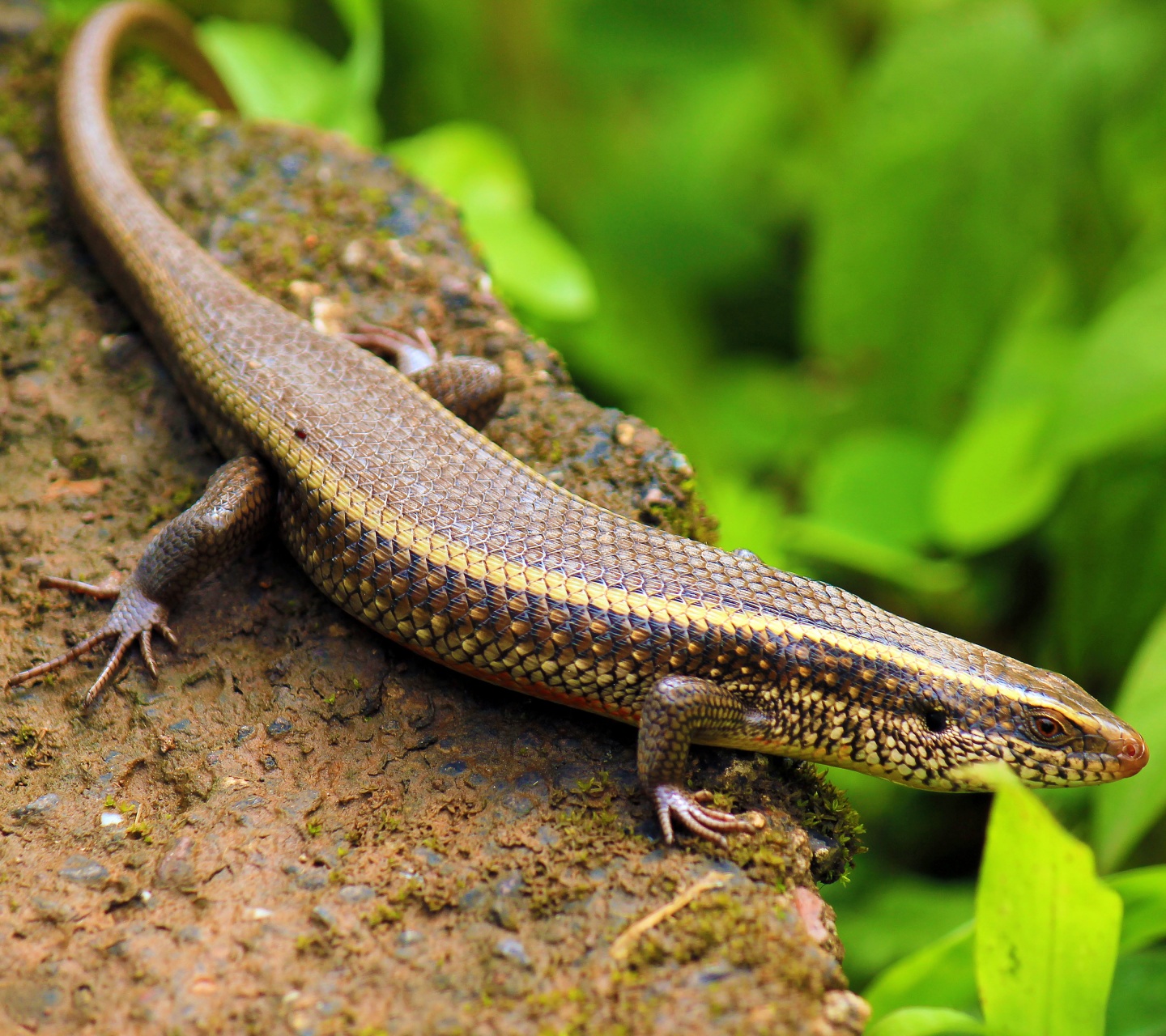 Indian Skink