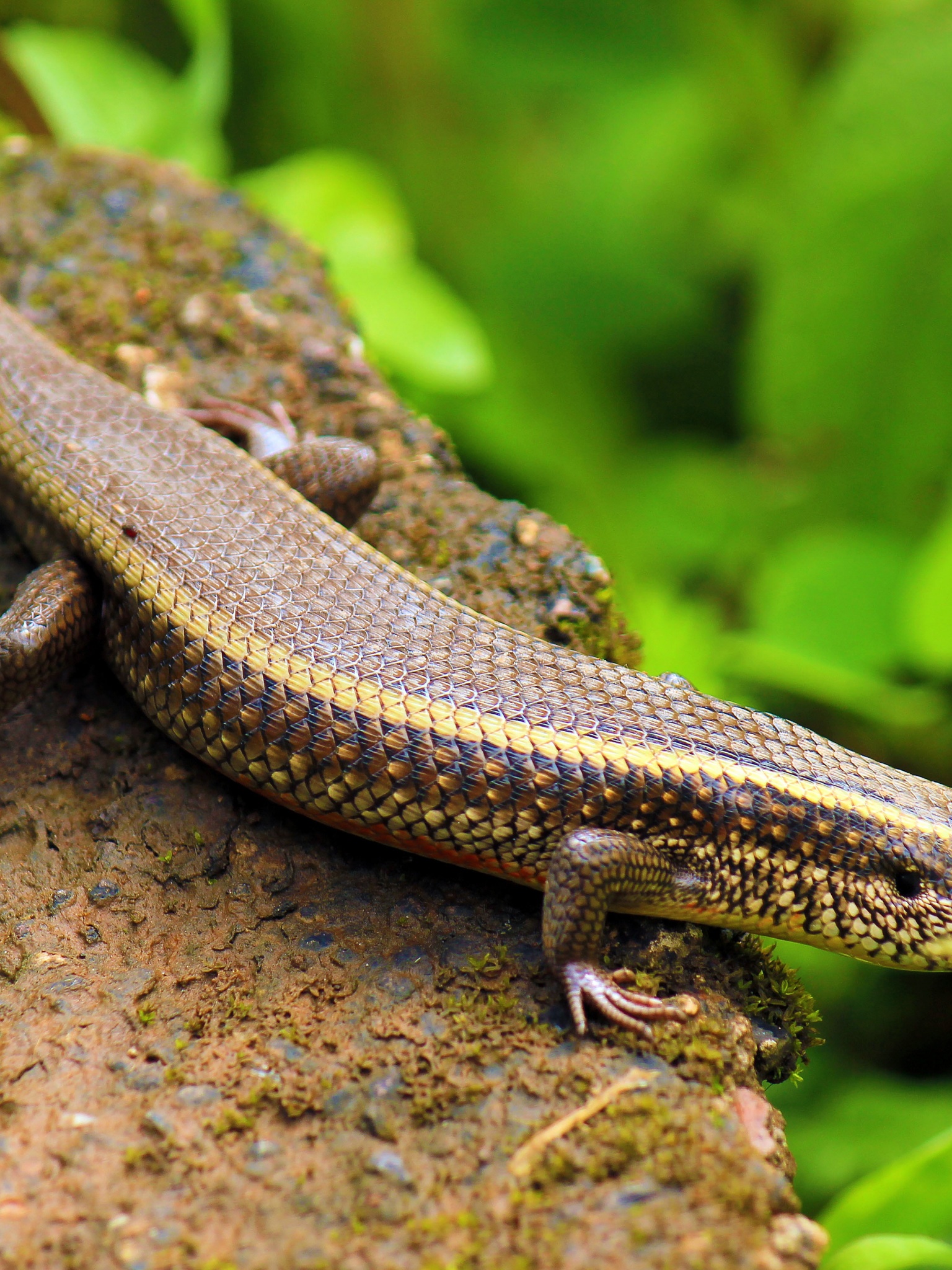 Indian Skink