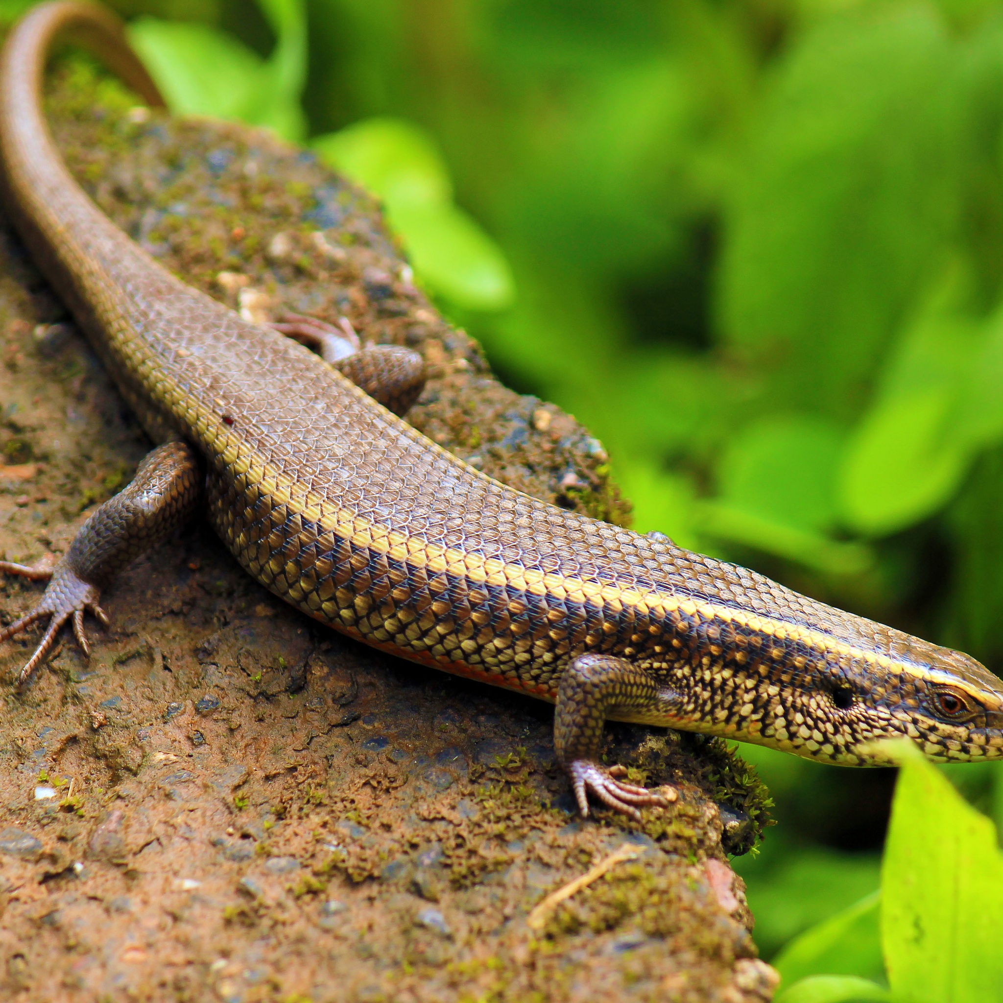 Indian Skink