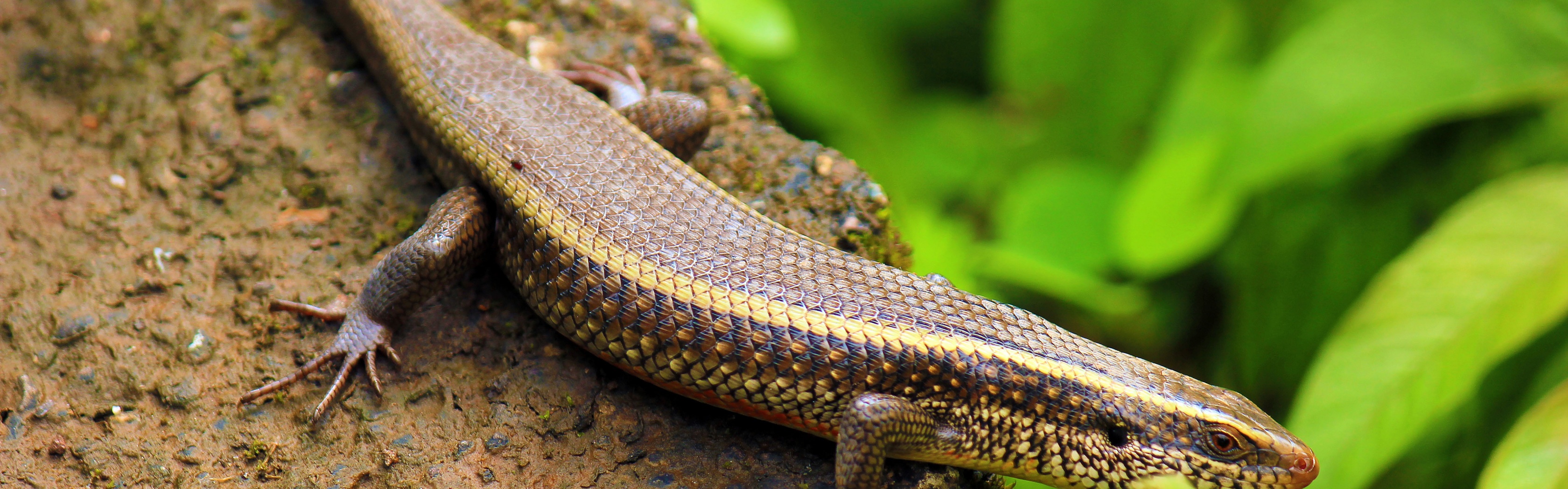 Indian Skink