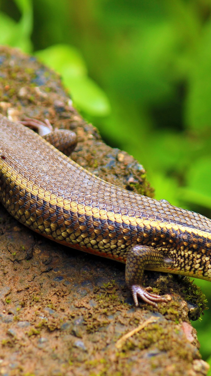 Indian Skink