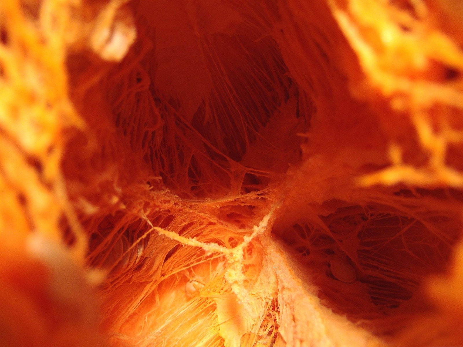 Inside The Pumpkin