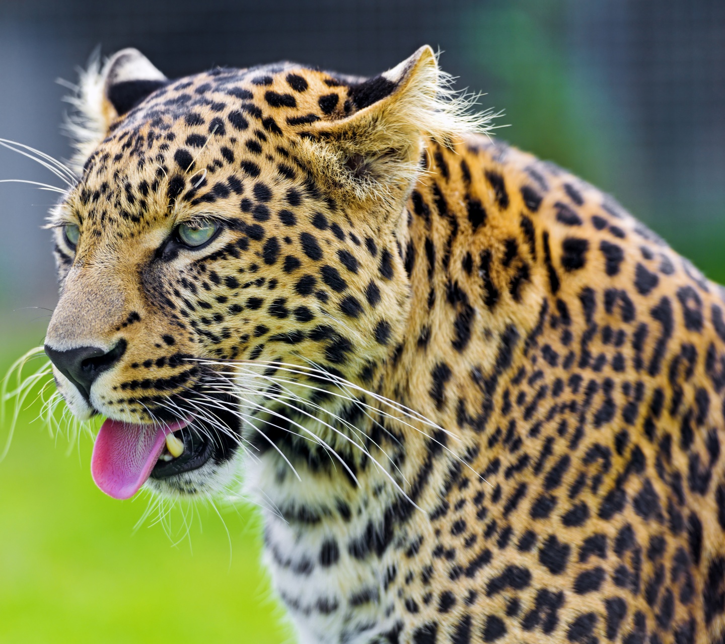 Jaguar Show His Tongue