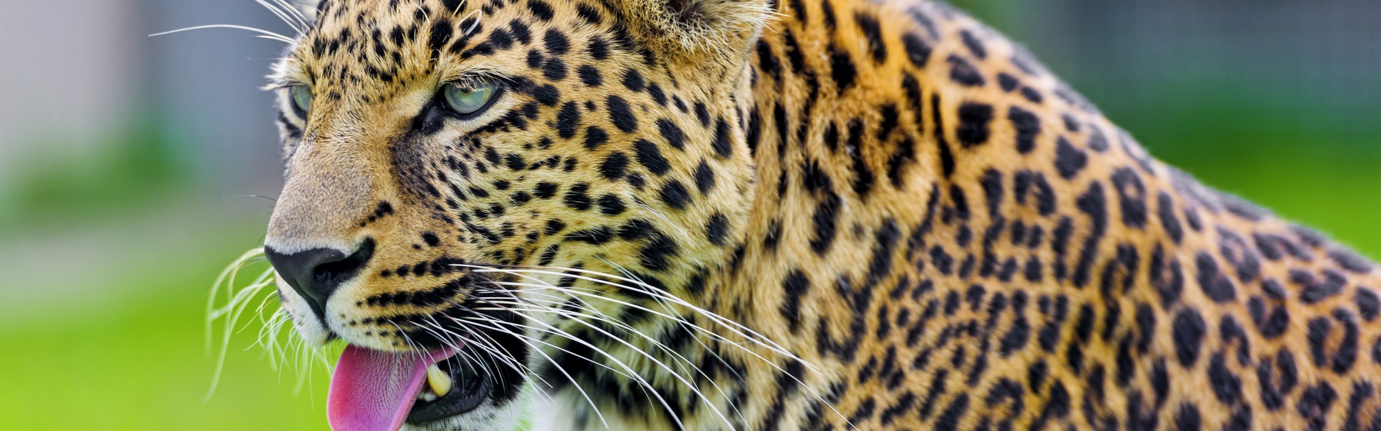 Jaguar Show His Tongue