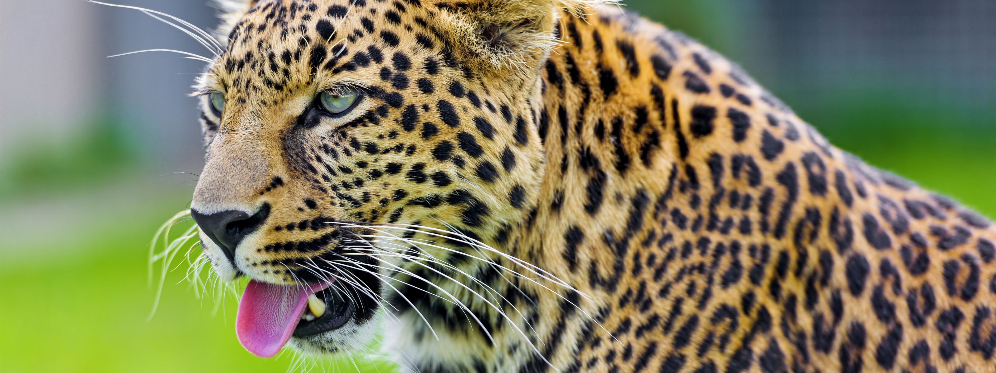 Jaguar Show His Tongue