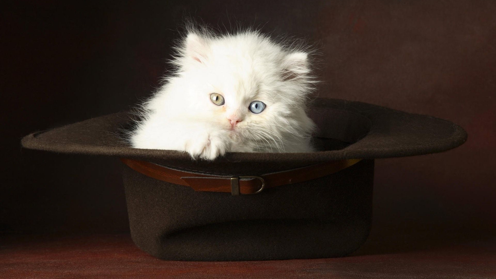 Kitten In A Hat Animal