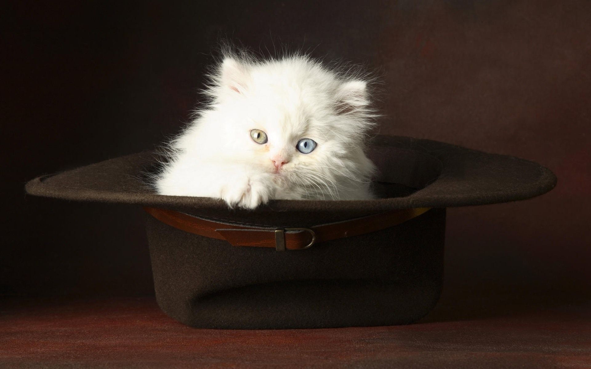 Kitten In A Hat Animal