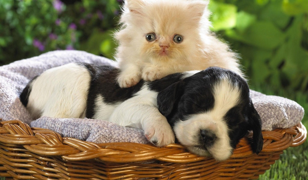 Kitten Puppy Basket Bed