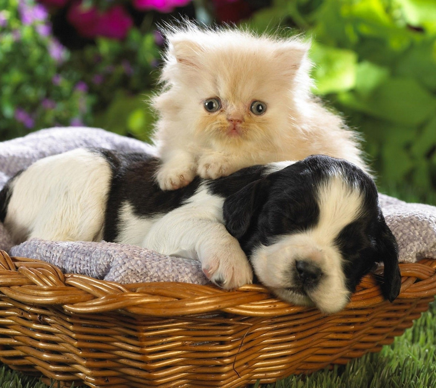 Kitten Puppy Basket Bed