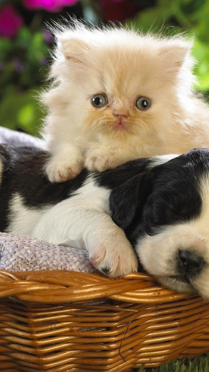 Kitten Puppy Basket Bed