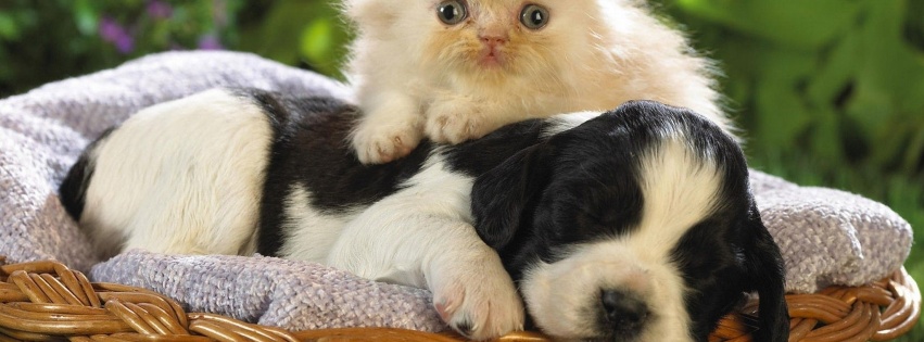 Kitten Puppy Basket Bed