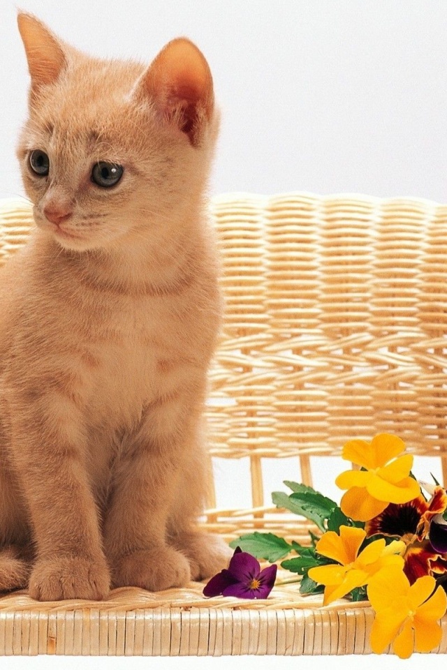 Kitten Sitting Flowers Red