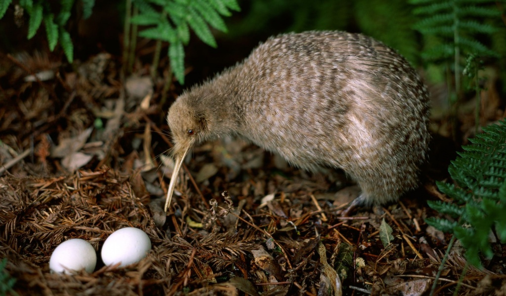 Kiwi Leaves Pair Eggs Birdie Plant