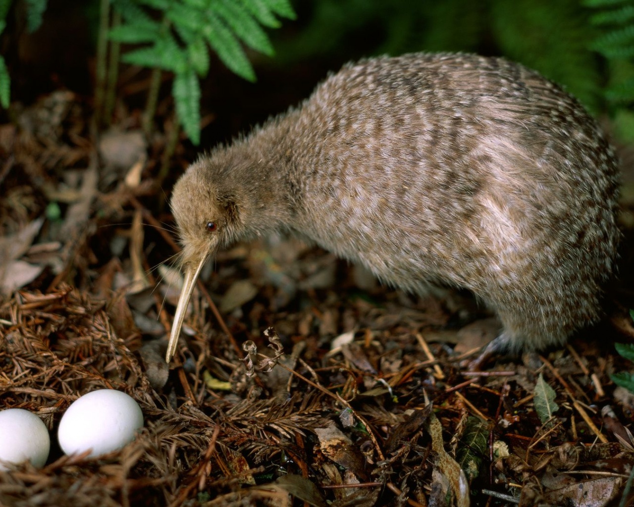 Kiwi Leaves Pair Eggs Birdie Plant