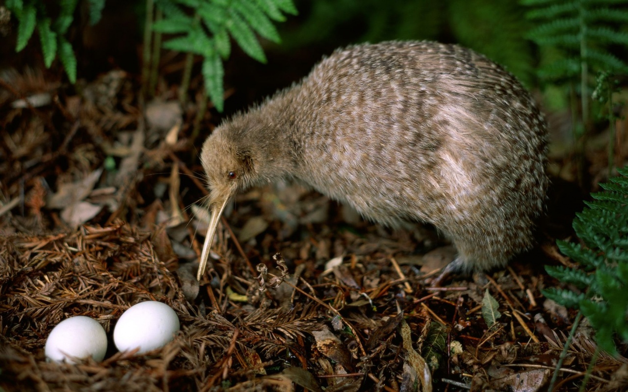 Kiwi Leaves Pair Eggs Birdie Plant