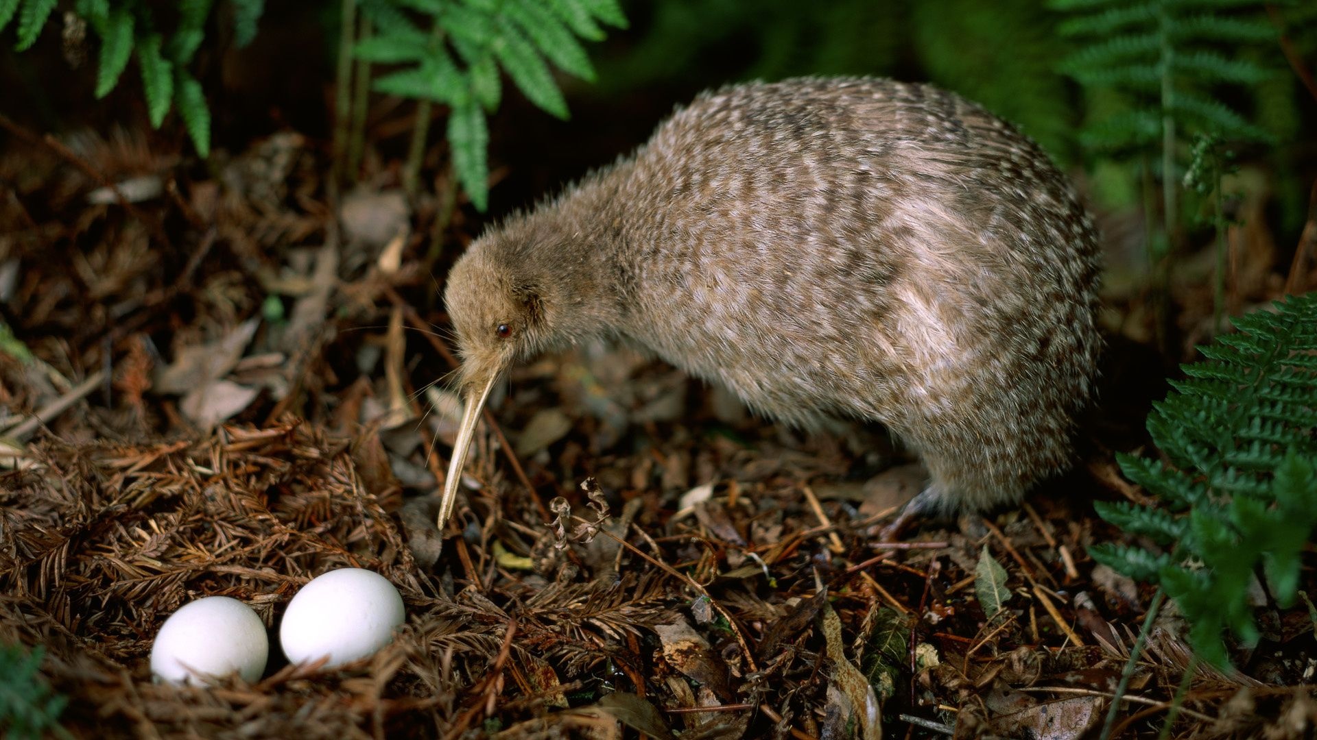 Kiwi Leaves Pair Eggs Birdie Plant