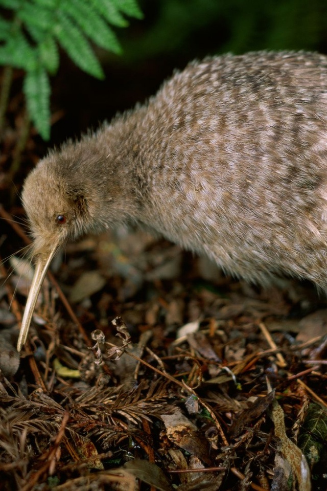 Kiwi Leaves Pair Eggs Birdie Plant