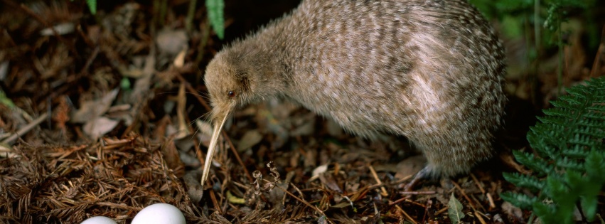 Kiwi Leaves Pair Eggs Birdie Plant