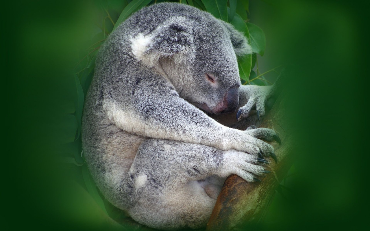 Koala Sleeping