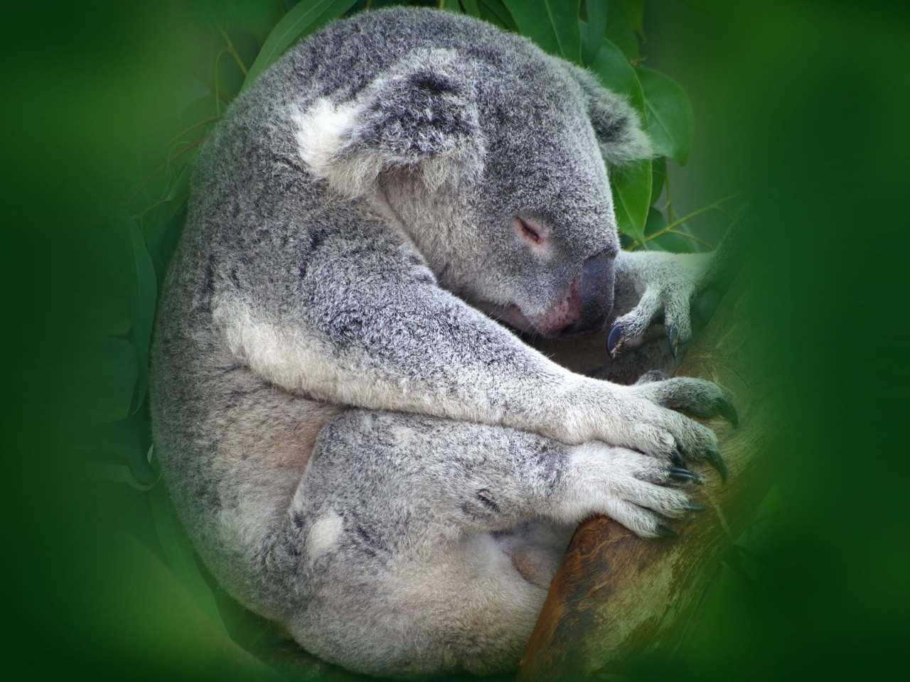 Koala Sleeping