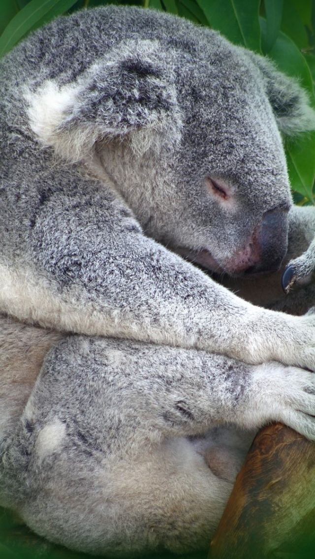 Koala Sleeping