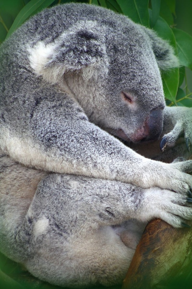 Koala Sleeping