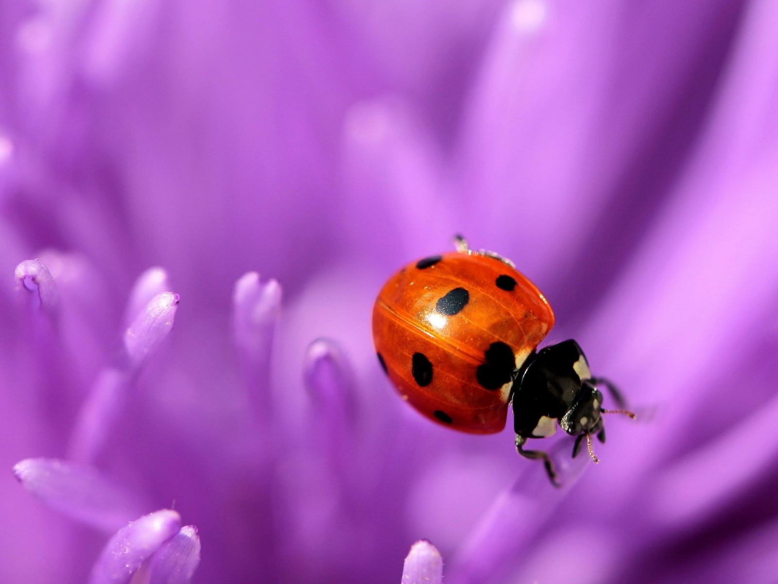 Ladybug Purple