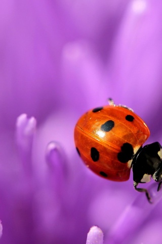 Ladybug Purple