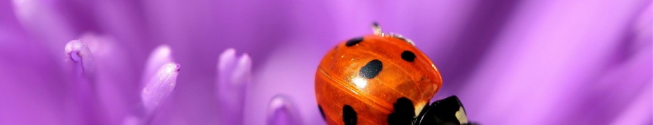 Ladybug Purple