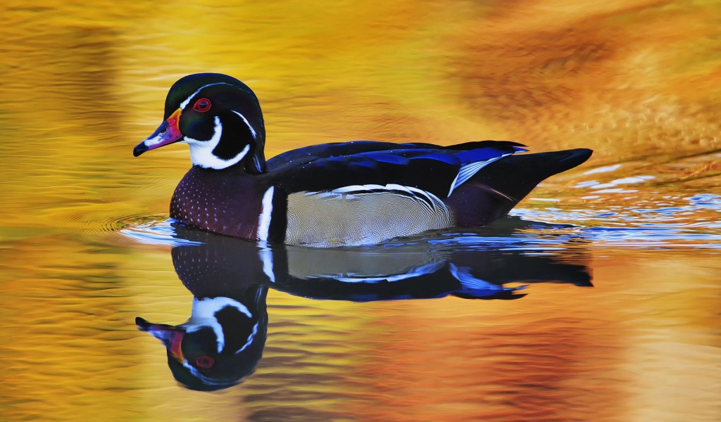 Lake Duck Water Reflection