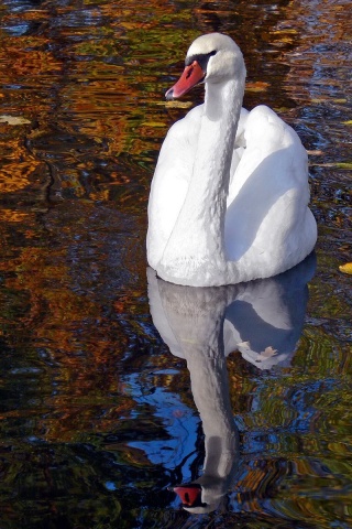 Lake Heat Swan Pond