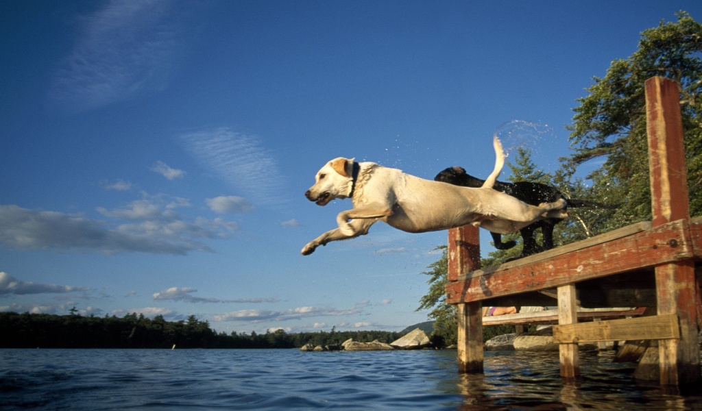 Lake Jump Labrador Pair Dogs