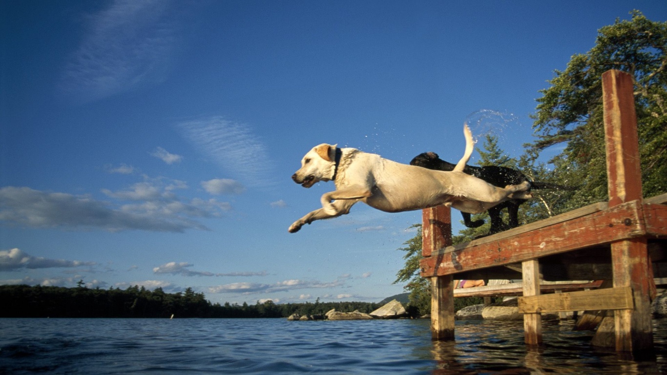 Lake Jump Labrador Pair Dogs