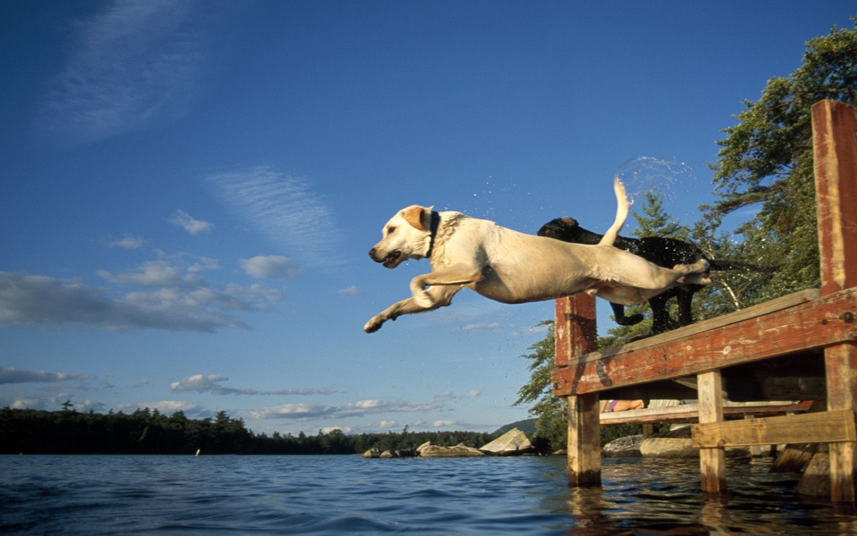 Lake Jump Labrador Pair Dogs