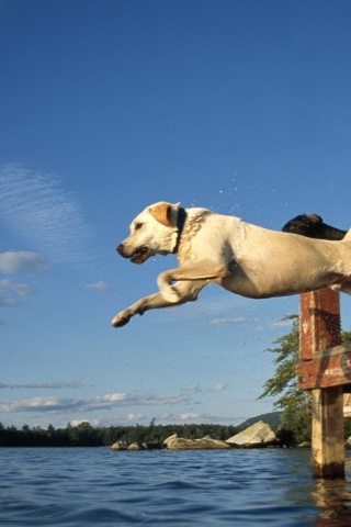 Lake Jump Labrador Pair Dogs