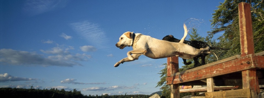 Lake Jump Labrador Pair Dogs