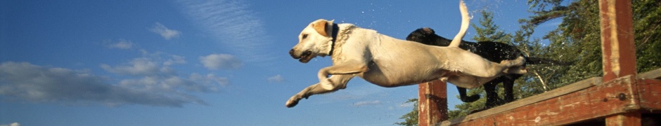 Lake Jump Labrador Pair Dogs