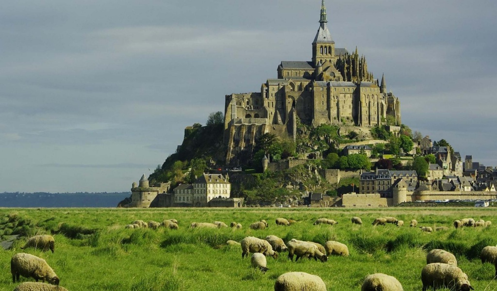 Lambs Mont Saint Michel Lower Normandy France