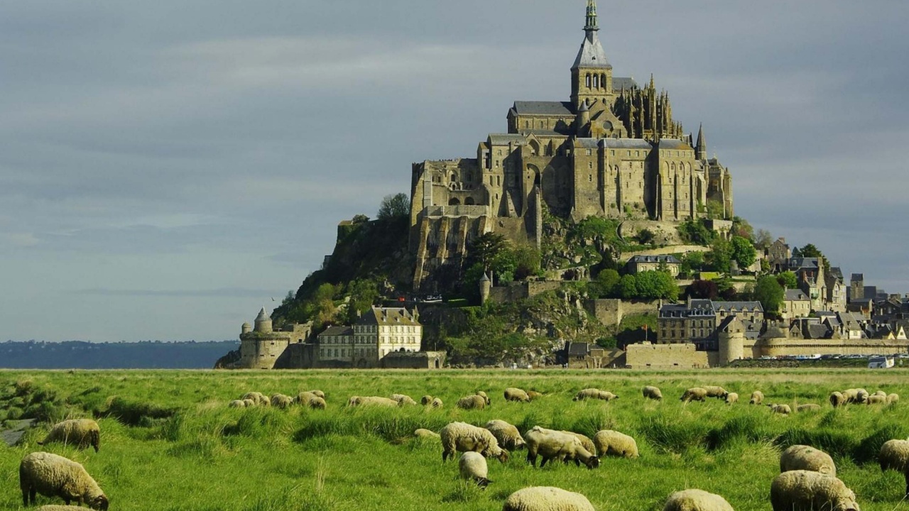 Lambs Mont Saint Michel Lower Normandy France