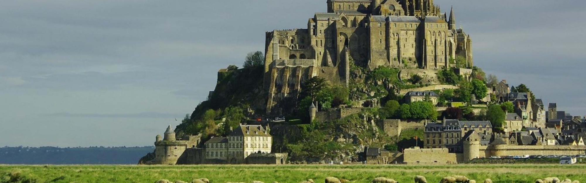 Lambs Mont Saint Michel Lower Normandy France