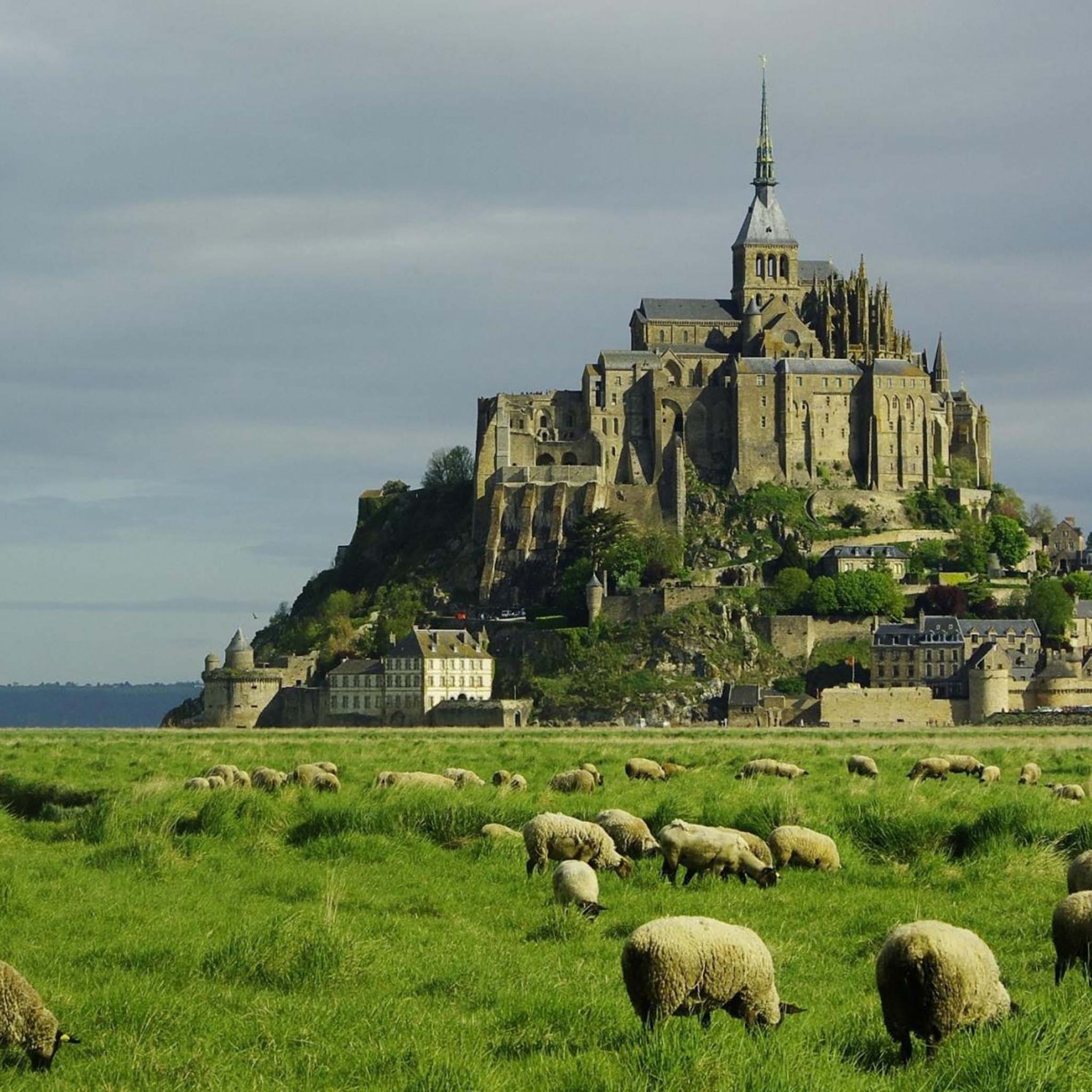 Lambs Mont Saint Michel Lower Normandy France