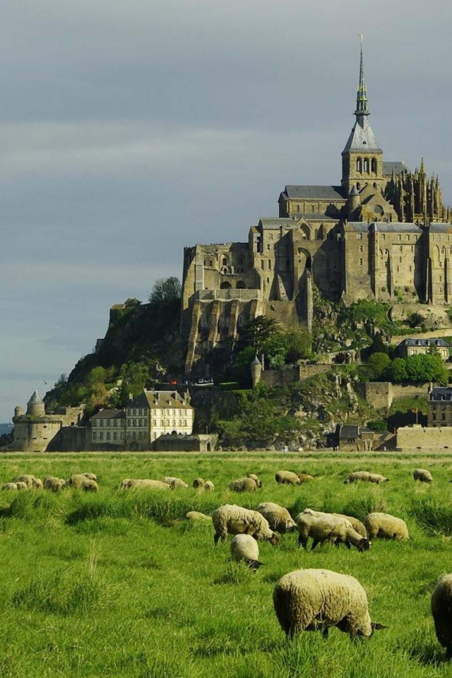 Lambs Mont Saint Michel Lower Normandy France