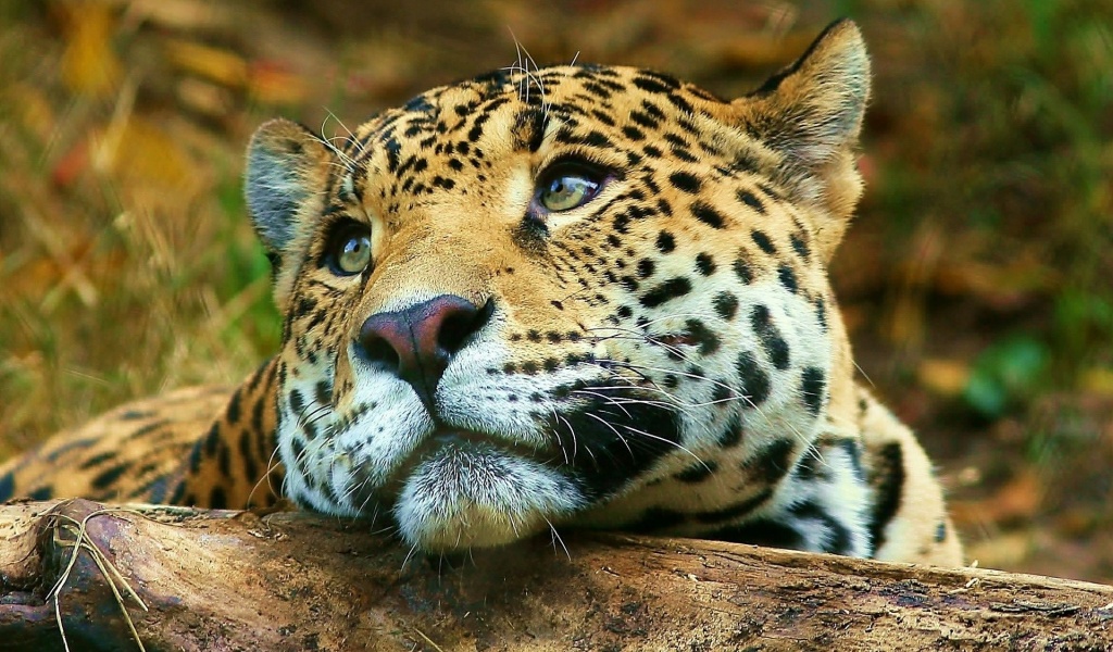 Leopard Dreaming