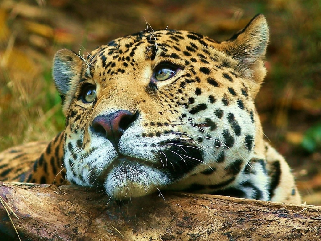 Leopard Dreaming