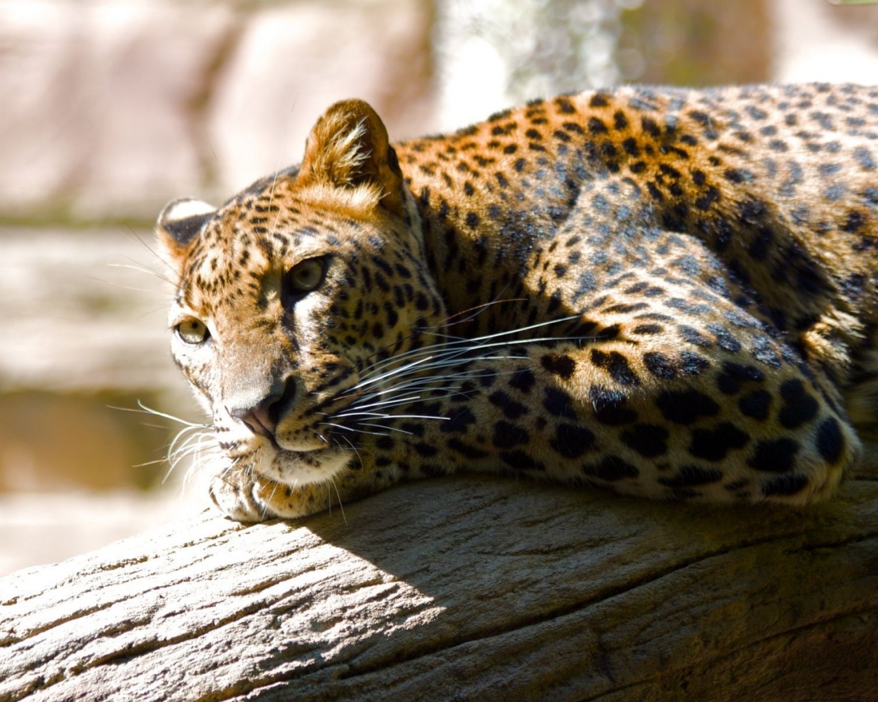 Leopard Predator Spotted Proud